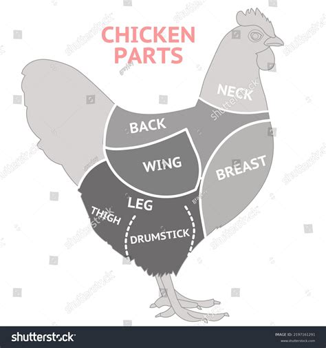 Chicken Parts Anatomy Bird Chick Cutting Stock Vector (Royalty Free ...