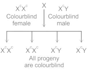 If a colour blind female marries a man whose mother was also colour ...