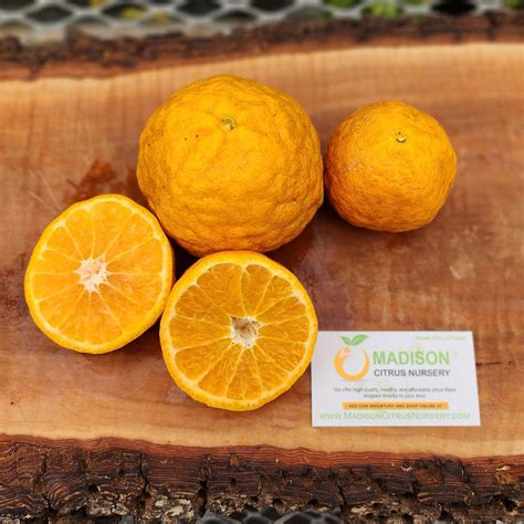 Gold Nugget Mandarin Trees for Sale - MadisonCitrusNursery.com ...