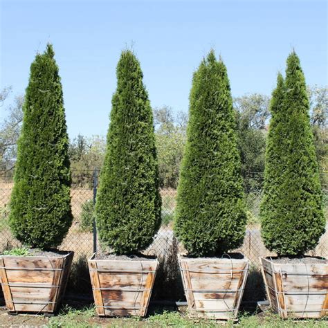 Tall Evergreen Shrubs For Privacy