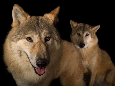 Wolf To Dog Family Tree