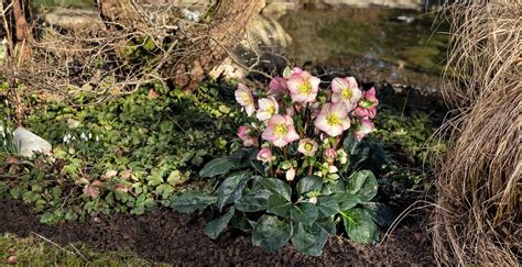 Hellebore Plant How To Grow And Care For Hellebore | MOOWY
