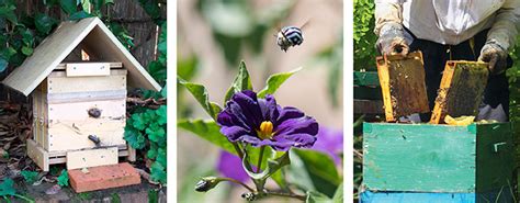 Image result for Beekeeping Tutorial