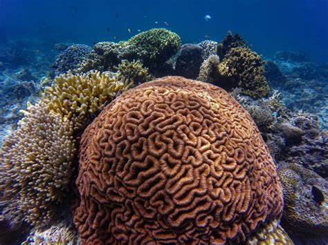Coral Reef Photos, Download The BEST Free Coral Reef Stock Photos & HD ...