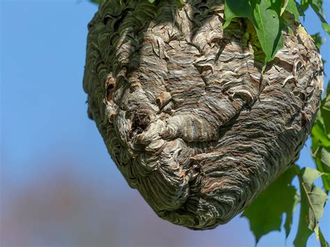 How to Remove a Hornet Nest from a Tree | Catseye