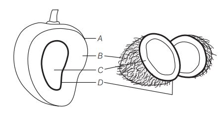 Identify A to D in the given diagram. - Tardigrade