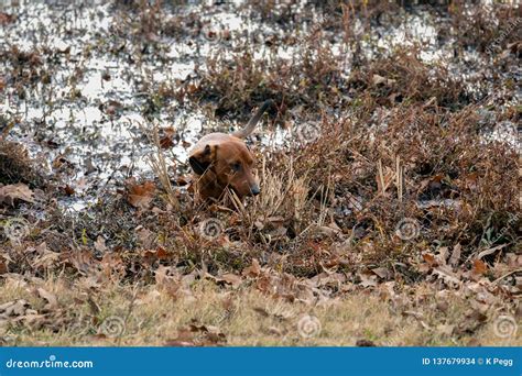 Wiener / Dachshund Dog on the Hunt Stock Photo - Image of lake, field ...