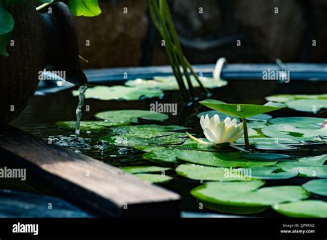 Pond 的图像结果