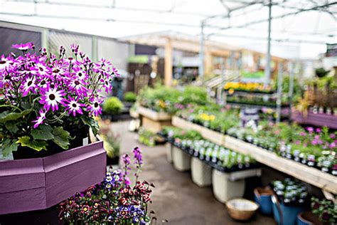 超级植物公司：一家不卖花的花店！_凤梨
