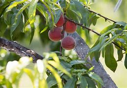 Image result for Peach Apple PIP