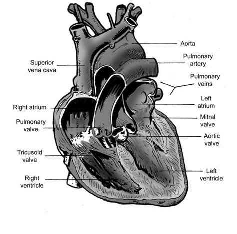 Image result for Heart Dissection Tutorial
