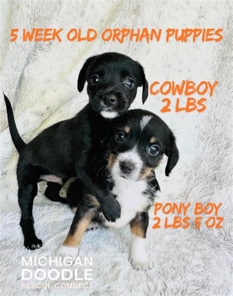 Michigan - The boys are just the sweetest little guys and growing up so ...