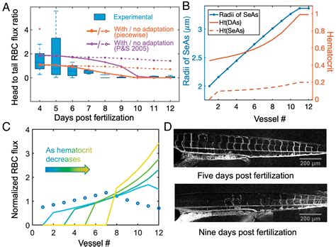 Hemodynamic regulation allows stable growth of microvascular networks | PNAS