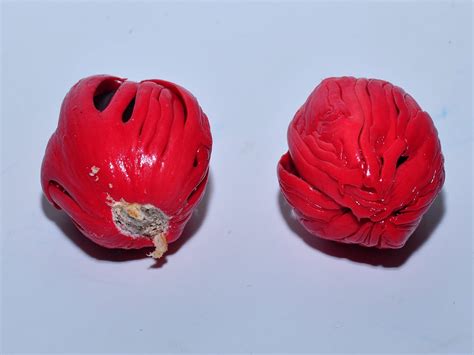 VALLEYSPICE -Hand Picked Premium Nutmeg Mace / Javitri / Japatri (Whole ...