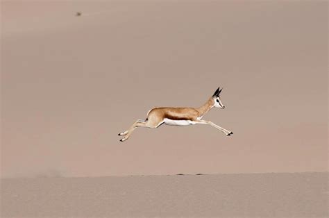 Image result for Springbok Running