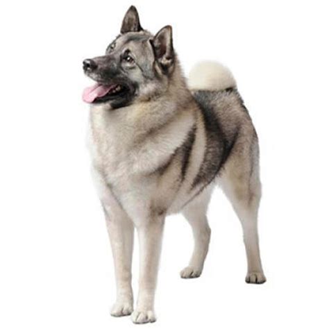 Norwegian Elkhound Dog Breed Information | Purina UK