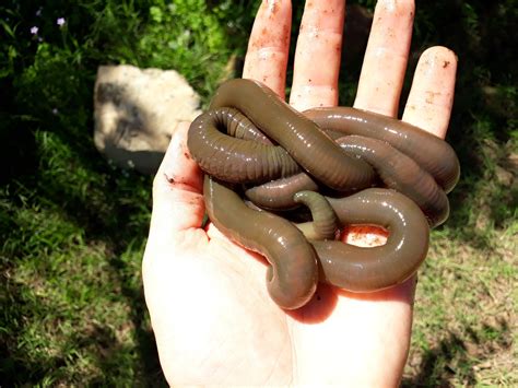 Giant Earthworms