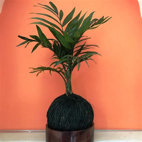 Buy Kokedama Moss Ball Plants – Peace Lily, Monstera, Pothos & More