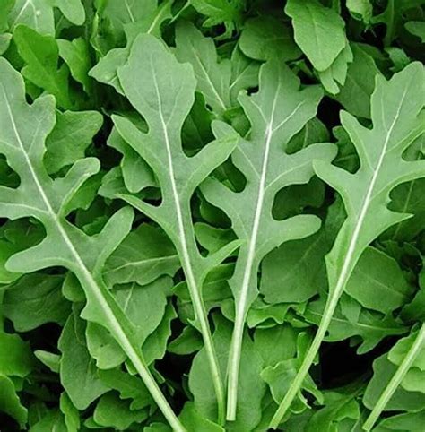 GrowZid Cultivate Culinary Excellence With Organic Jarjeer Seeds Open ...