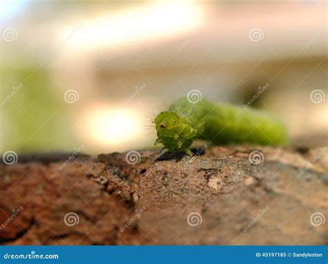 Cabbage Looper Caterpillar 3 Stock Image - Image of caterpillars ...