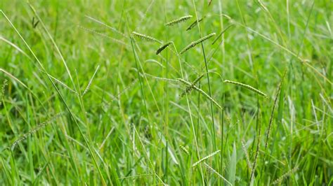How Do You Kill Dallisgrass Without Killing the Lawn? | Weedex Lawn Care