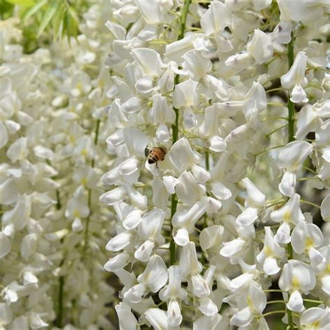 White Japanese Wisteria | Wisteria floribunda 'Alba' - Roots Plants