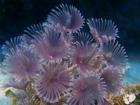 Feather Duster Worm
