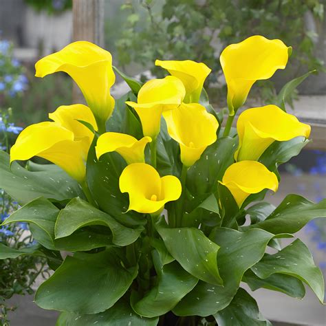 Why Do Yellow Calla Lilies Turn Green at Gail Hendershot blog