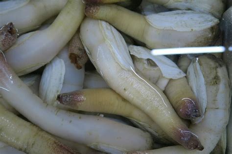 Image result for Geoduck Fun Facts