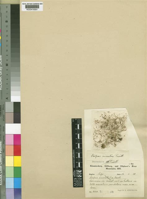 Ficinia minuta (Turrill) Muasya | Plants of the World Online | Kew Science