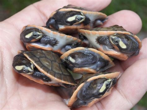 Pink Belly Sideneck Turtle - Albino Turtles