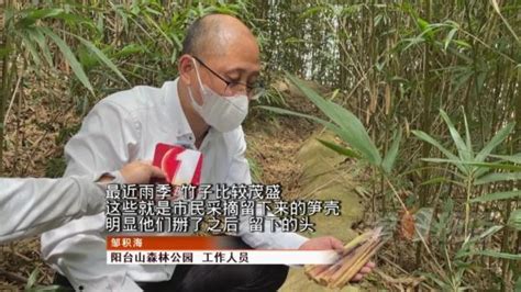 一支兰笋百样鲜 佘山兰笋文化节上午开幕_郊野_新民网