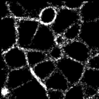 Image result for Slime Simulation JavaScript