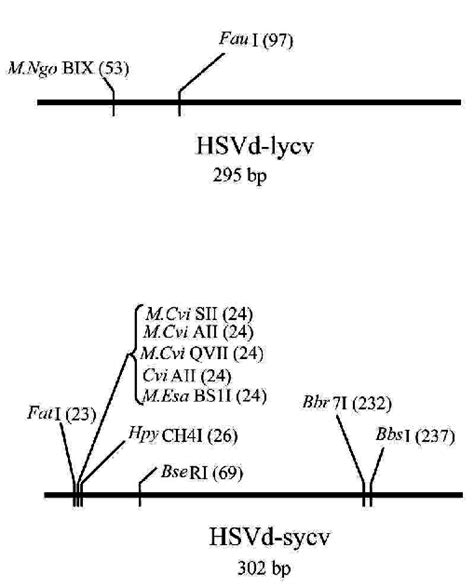 Image result for Negative Control for SysV