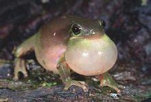 在白色隔绝的欧洲绿色雨蛙开会 库存照片. 图片 包括有 野生生物, 欧洲, 查出, 青蛙, 结构树, 开会 - 66714600