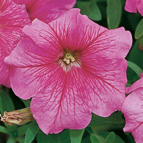 Petunia Single Gf. Eagle Pink Vein Flower Seeds | By online india ...