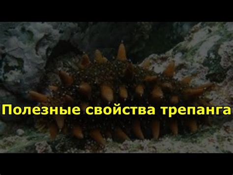 Трепанг - что это такое, полезные свойства, его применение