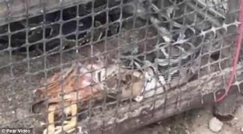 Regurgitates Python 的图像结果