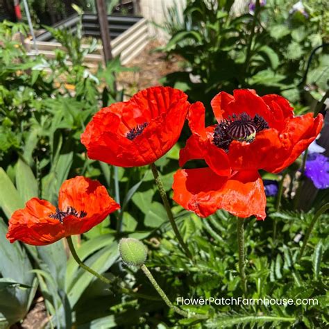 Growing Poppies In New York at Herman Dunlap blog