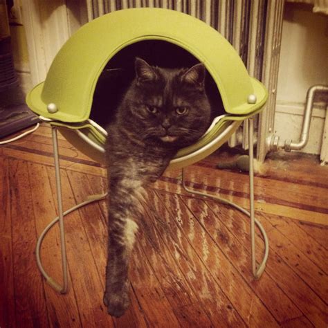 Santa Claus Minotaur and the long paw! She loves her cat pod. : aww