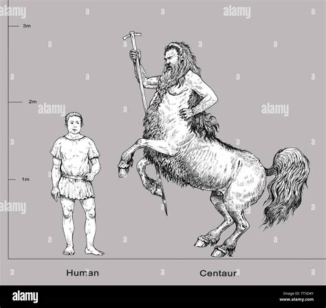 Half Man Half Horse Narnia