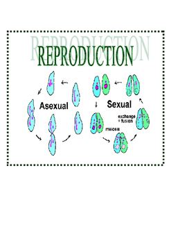 Image result for Reproduction Inseparable