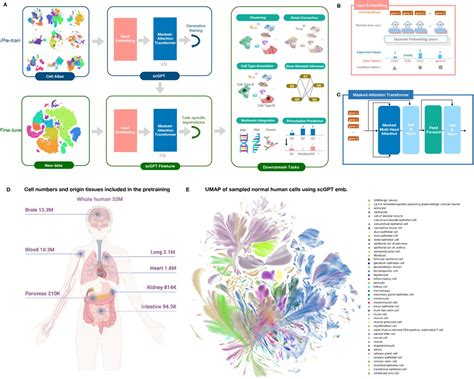 scGPT – towards building a foundation model for single-cell multi-omics using generative AI ...