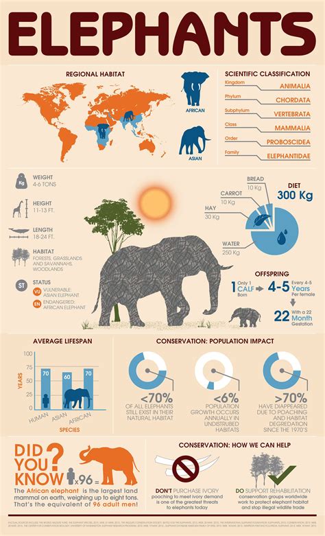 Behance :: Animal Infographic: Elephant by Stephanie Blackwell | Animal ...