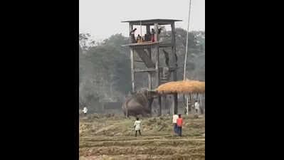 Harassed by locals, jumbo chases earthmover, damages watchtower in West ...