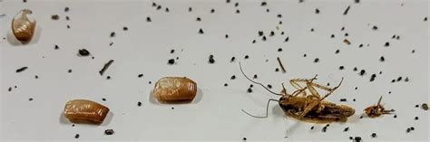 Cockroach Droppings 的图像结果