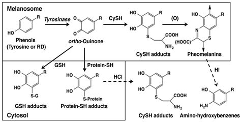 Biochemical Mechanism of Rhododendrol-Induced Leukoderma