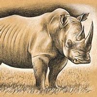 Creating A Rhino In Charcoal And Chalk Practice Traditional-drawing ...
