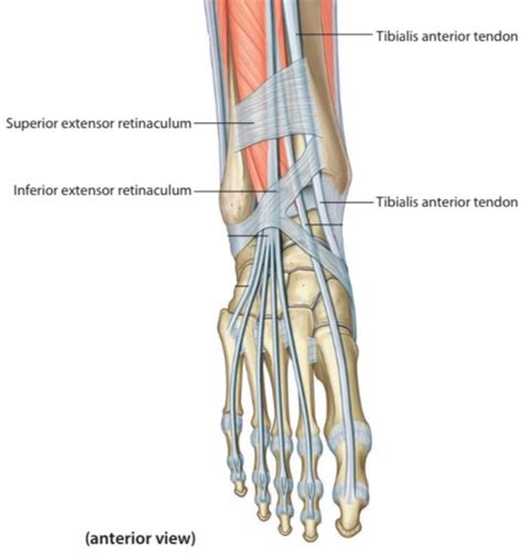 Image result for Extensor Retinaculum