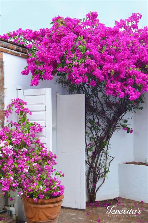 Bougainvillea in pots key care growing tips 2023 guide – Artofit